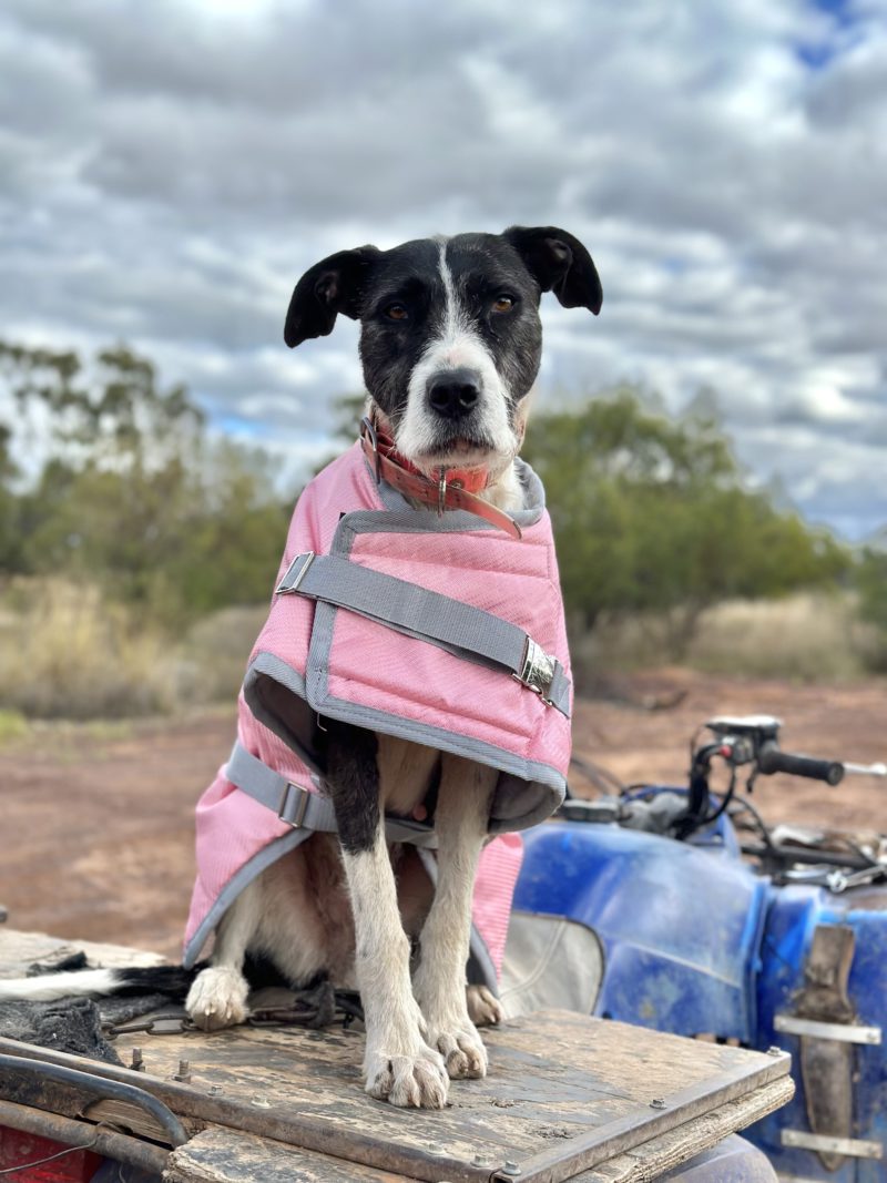ZeeZ SUPREME Dog Coat Flamingo Pink /Grey