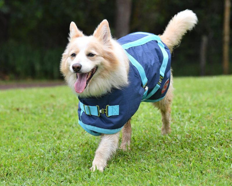Thermo Master Supreme Dog Coat – Navy/Baby Blue