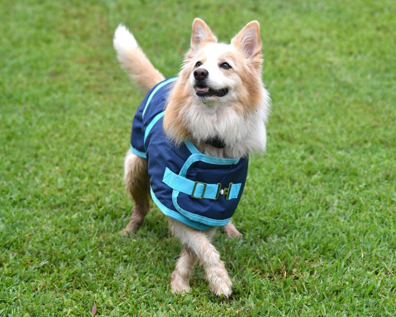 Thermo Master Supreme Dog Coat – Navy/Baby Blue - Image 7