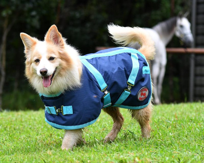 Thermo Master Supreme Dog Coat – Navy/Baby Blue - Image 2