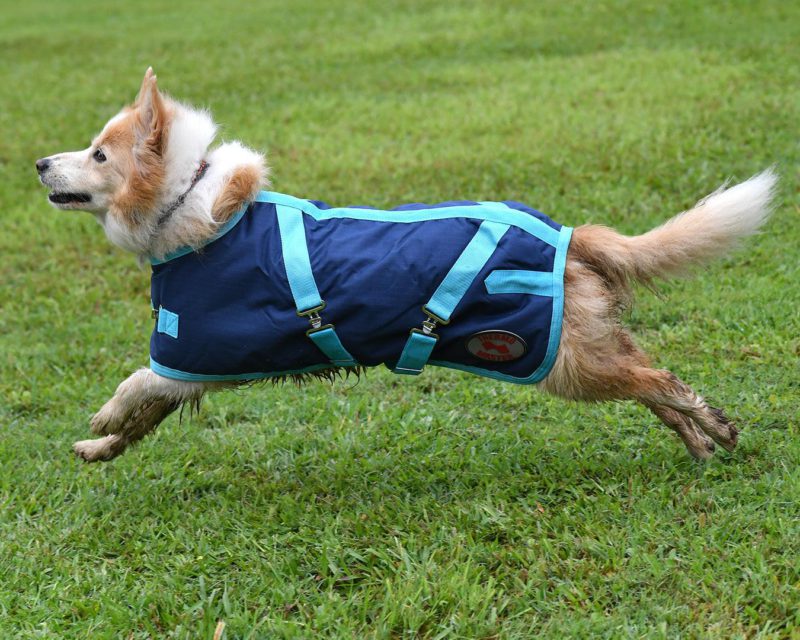 Thermo Master Supreme Dog Coat – Navy/Baby Blue - Image 5
