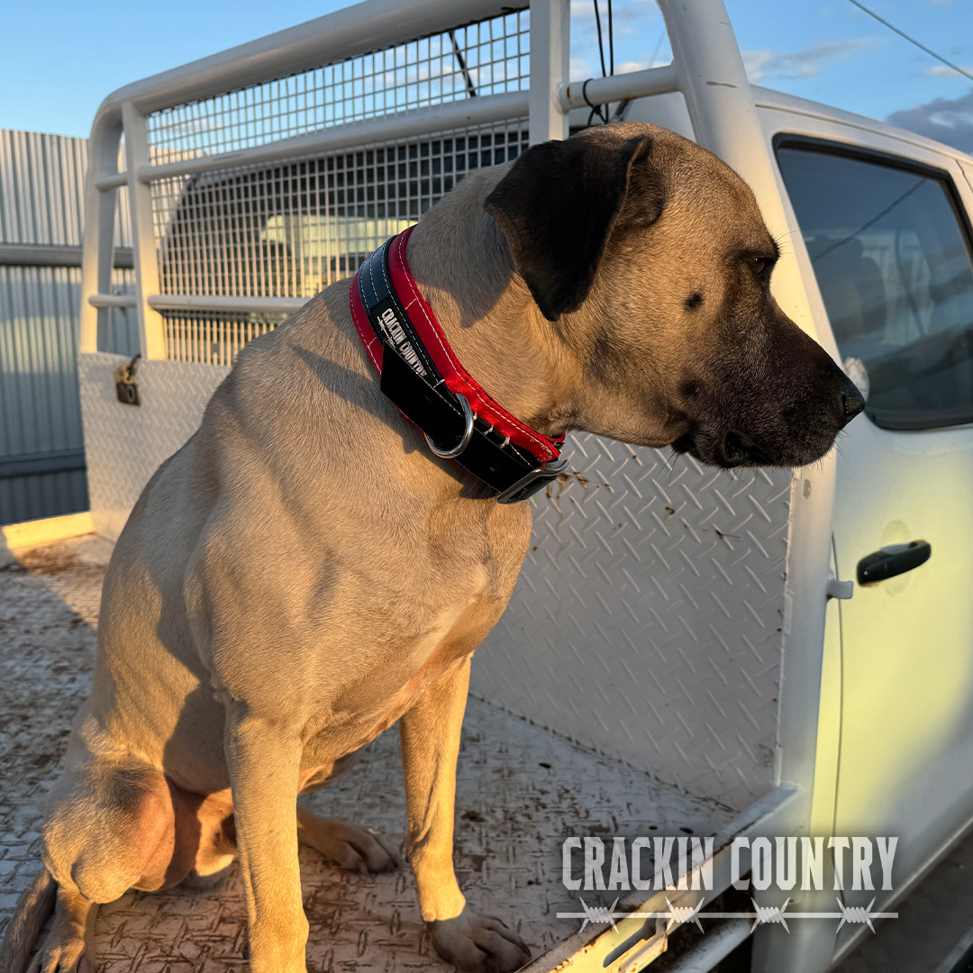 Rugged CC Seatbelt Collar - Image 2