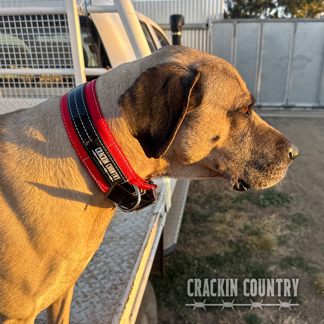 Rugged CC Seatbelt Collar - Image 4