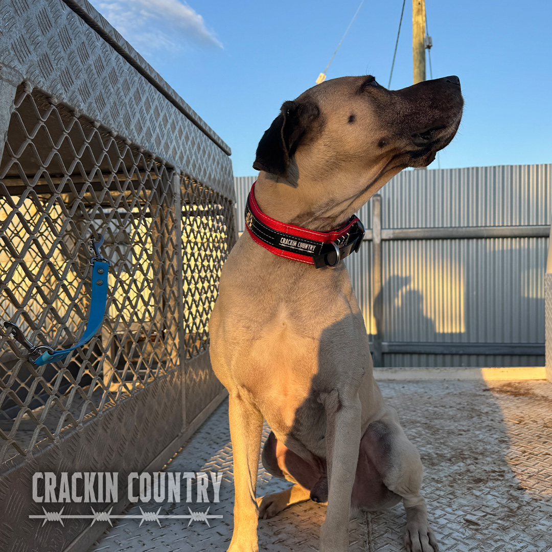Rugged CC Seatbelt Collar